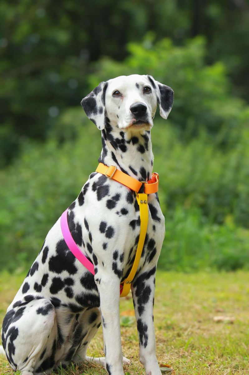 Le marché des passionnés du chien