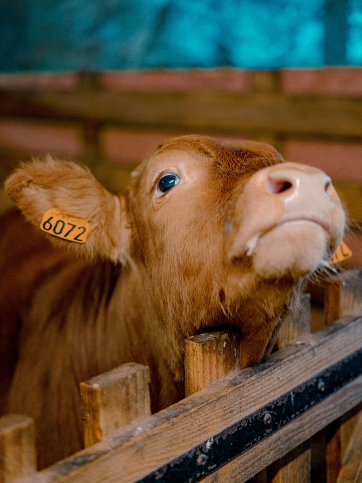 Atelier - d'où vient le beurre ?