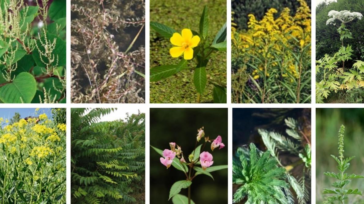 Conférence : Les Plantes invasives