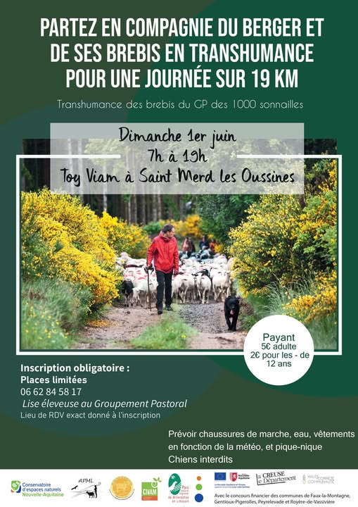 Transhumance des brebis