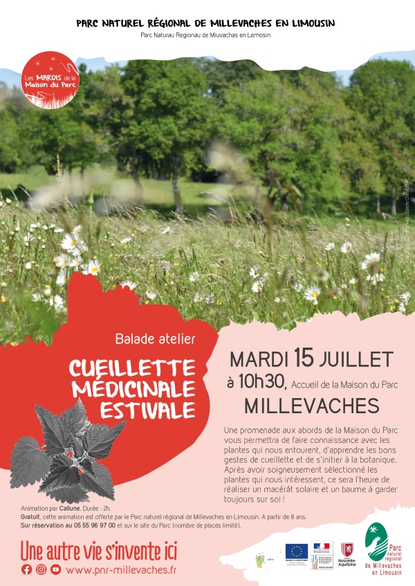 Cueillette médicinale estivale