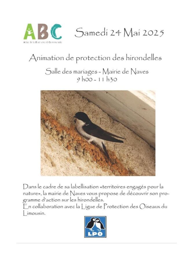 Protection des hirondelles