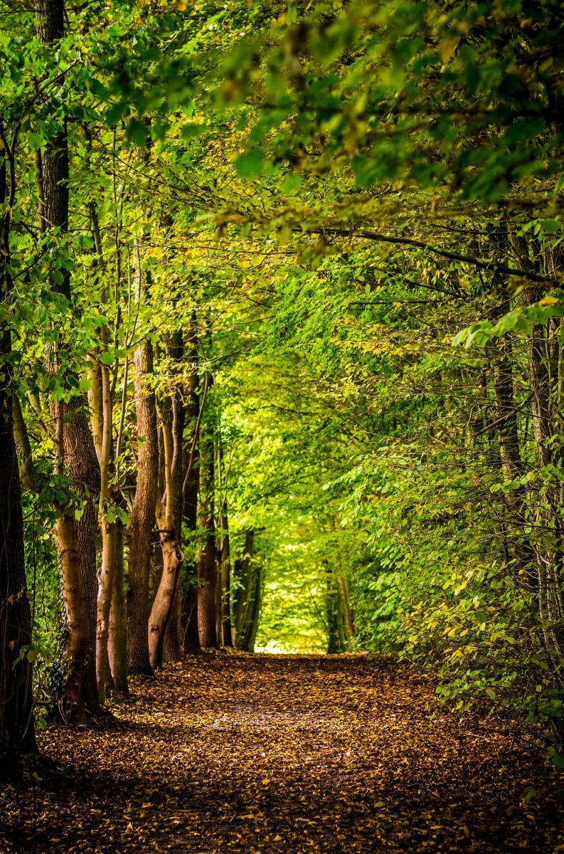 "Les nuits des forêts" à Branceilles