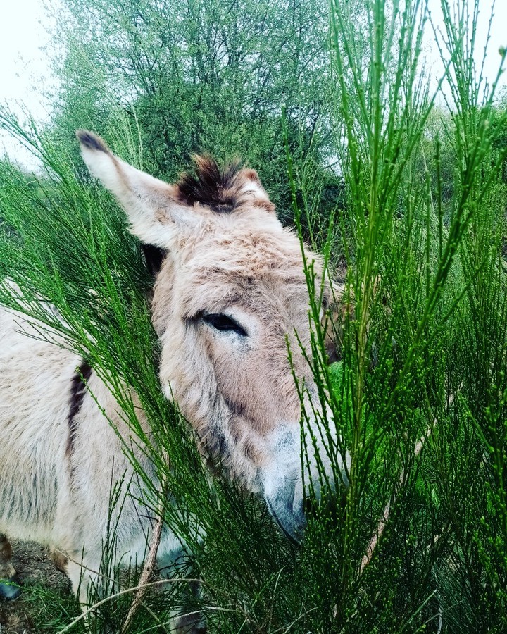 L'ânon gourmand