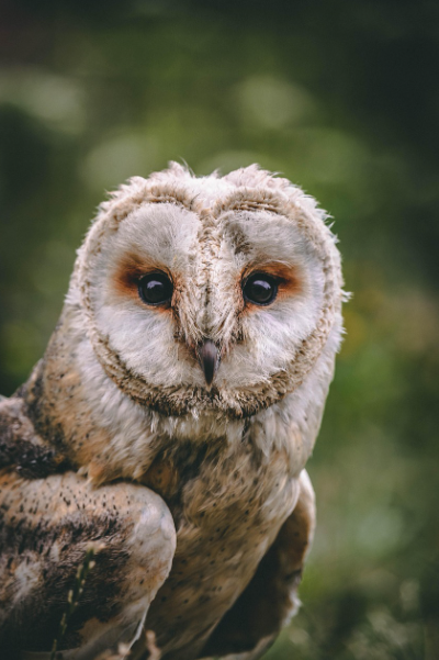 Hibou-Rando de Monceaux-sur-Dordogne