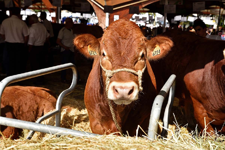 Festival de l'élevage: du bien élever au bien  ...