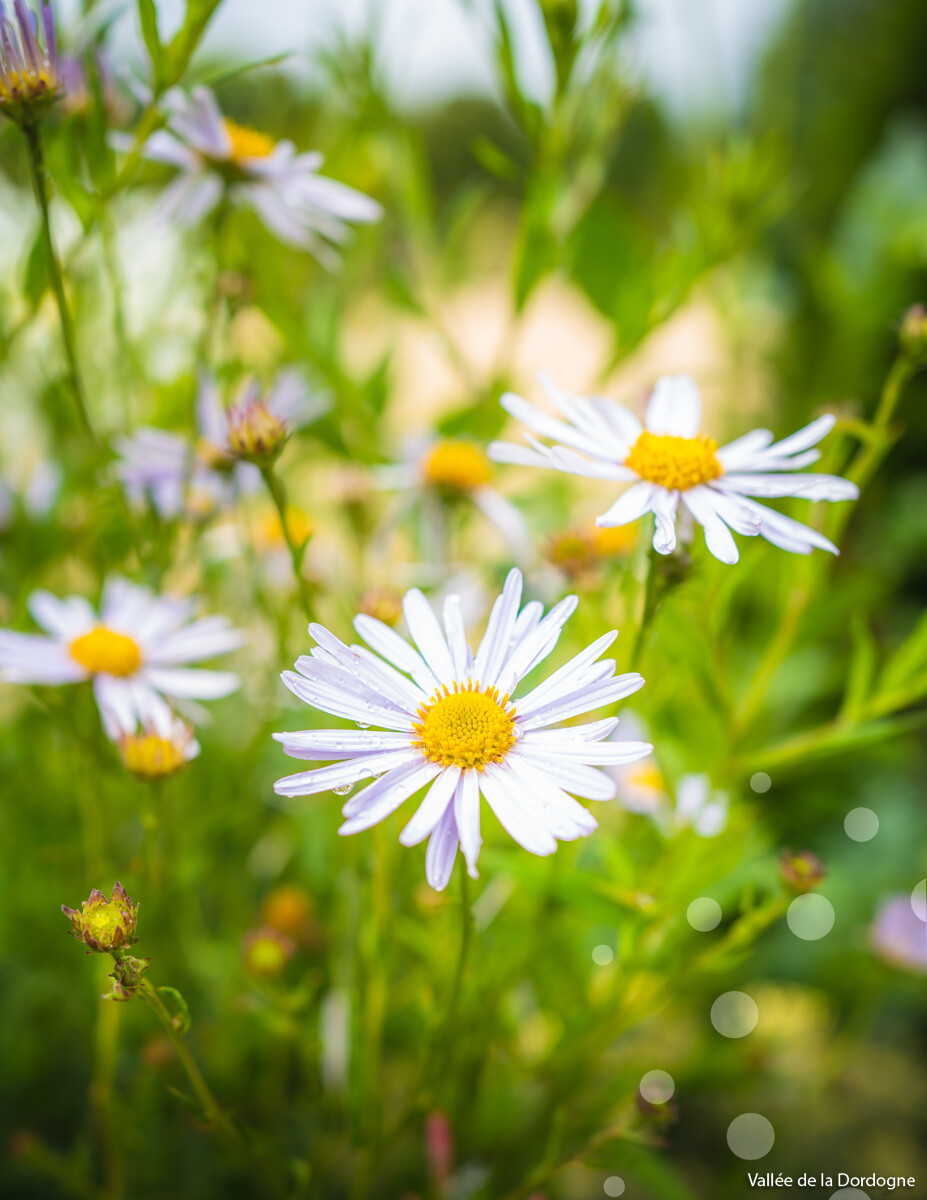 Découverte de notre escapade : fleurs cosmétiques