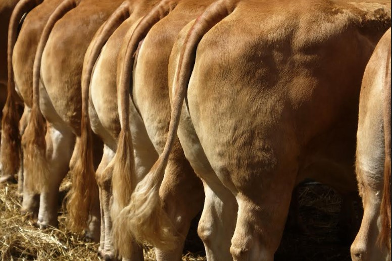 Comice agricole au Pescher