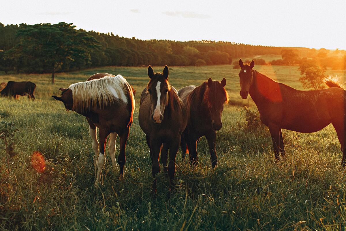 Journée au profit de la cause animale