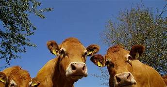 Foire primée aux veaux de lait