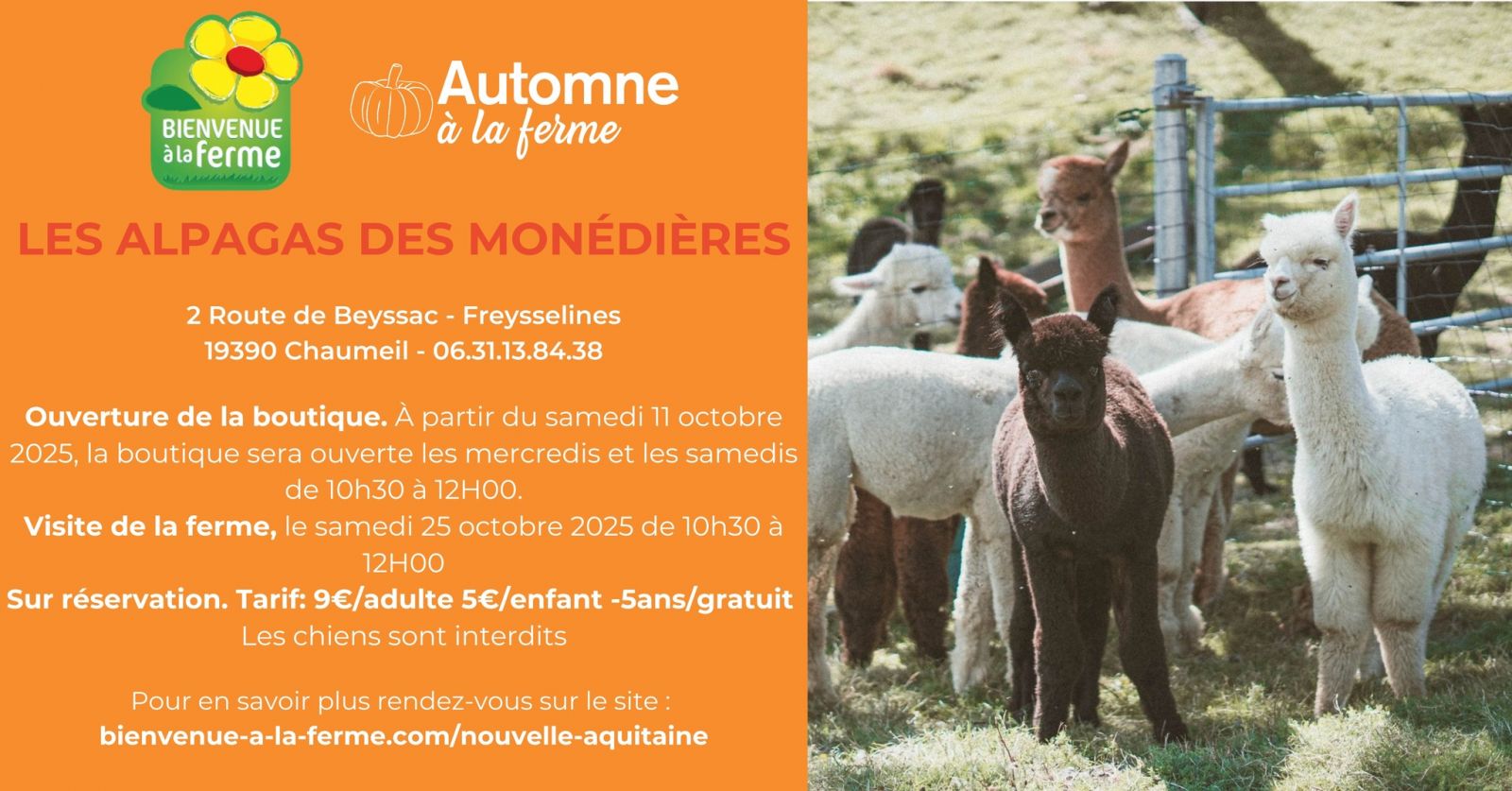 Automne à la ferme - Les Alpagas des Monédières