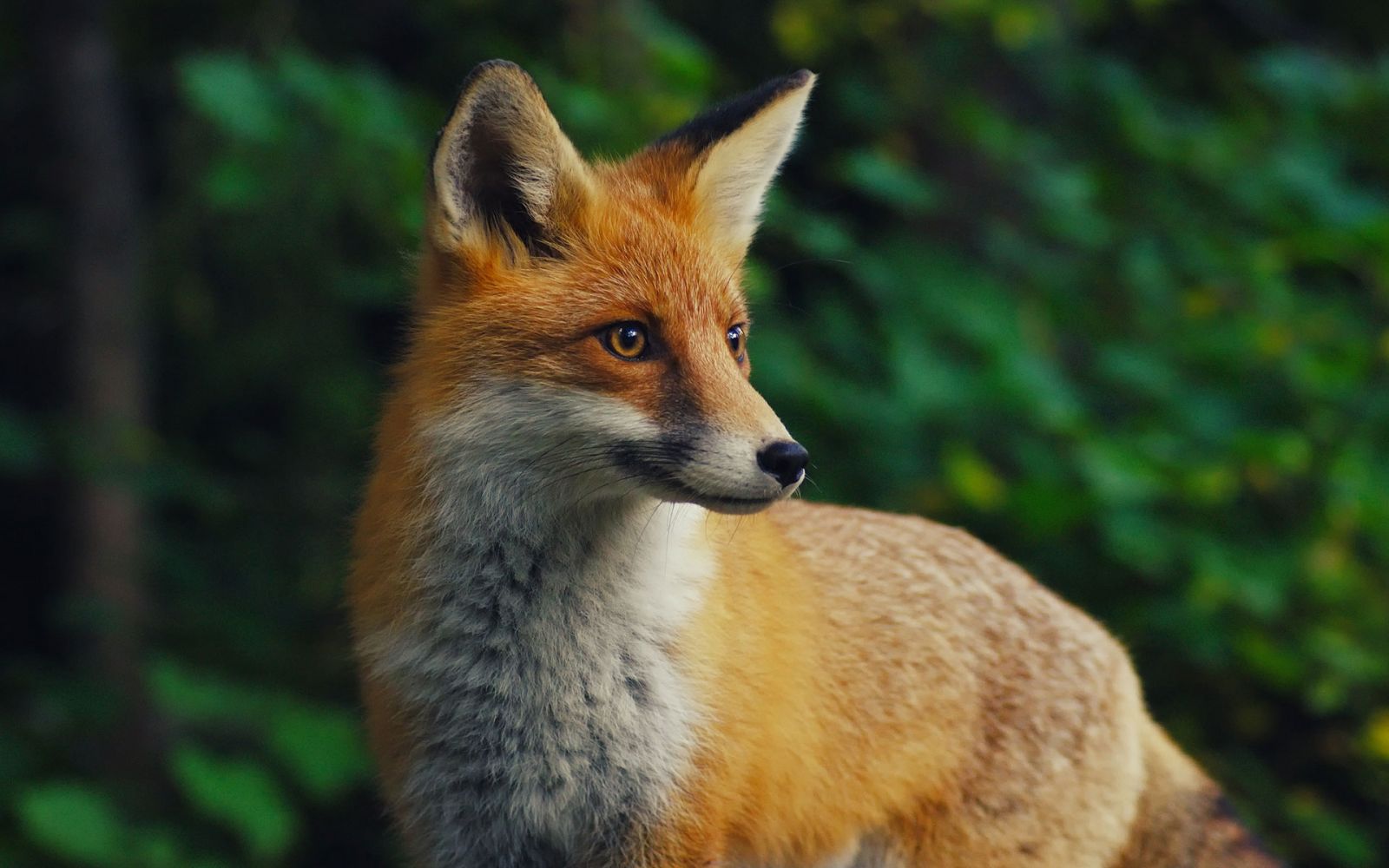 Exposition photographique d"='animaux sauvages
