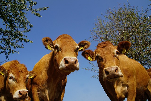 Foire aux bovins gras