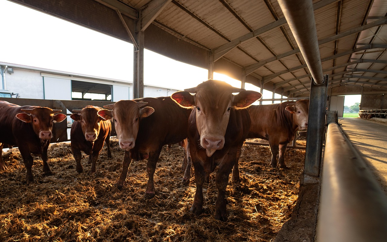 Foire primée aux veaux de lait à Beynat