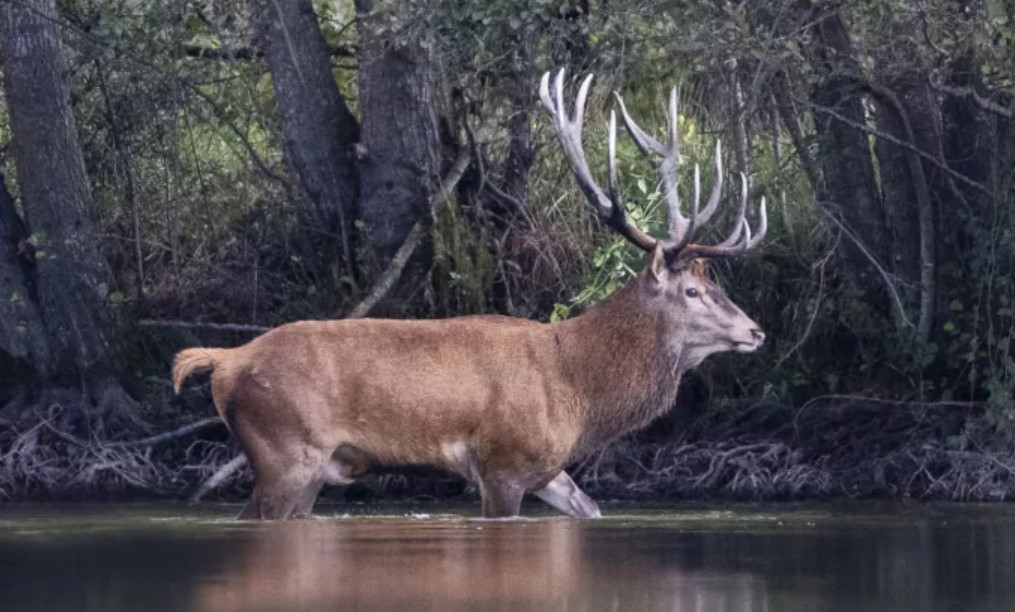 Ciné-échange autour du cerf pour le mois du fi ...