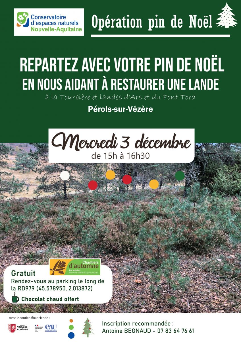 Opération pin de Noël