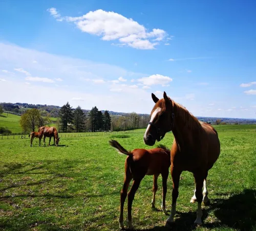 Concours élevage chevaux 2 et 3 ans
