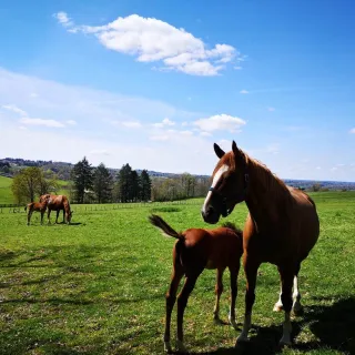 Concours élevage chevaux 2 et 3 ans