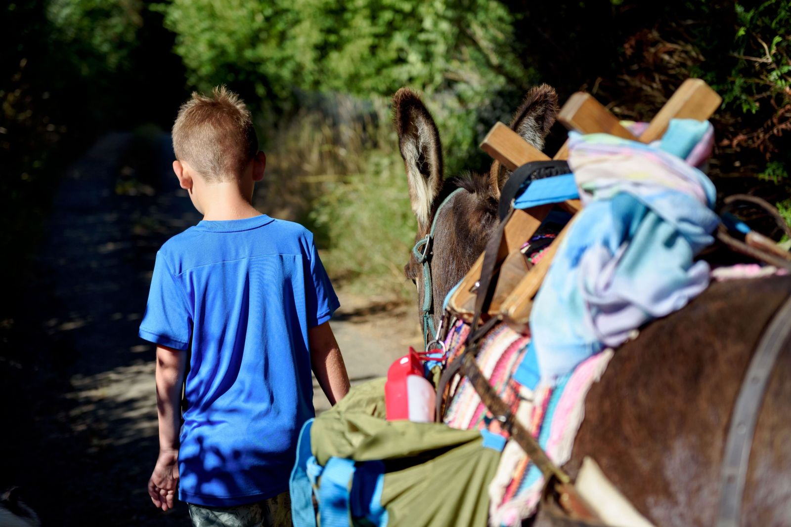 Randonnée pique-nique en groupe avec les Ânes  ...