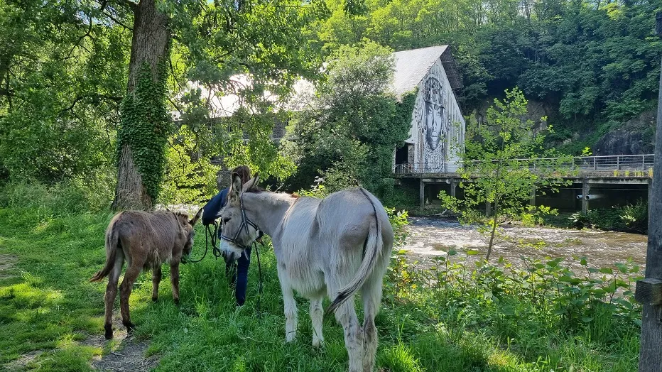 Visite de l'élevage d ... - Crédit: LL Terres de Corrèze
