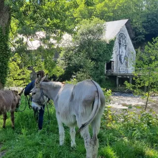 Visite de l'élevage des Ânes Voyageurs