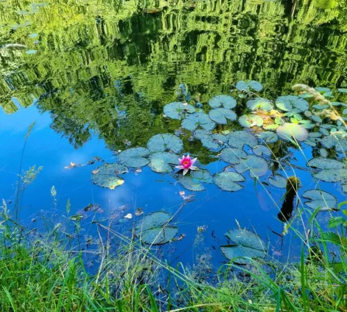 Rendez-vous aux jardins à l'arboretum Al Gaulhia