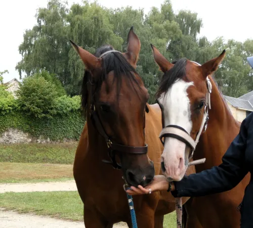 Grand show du cheval Arabe
