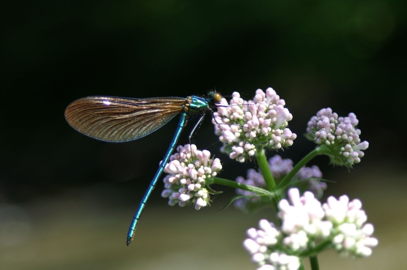 Balade Découverte "Du bon usage des plantes sa ...