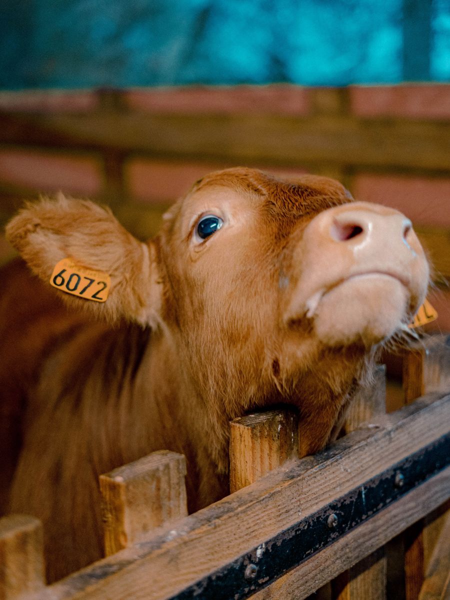 Atelier - D'où vient le beurre ?