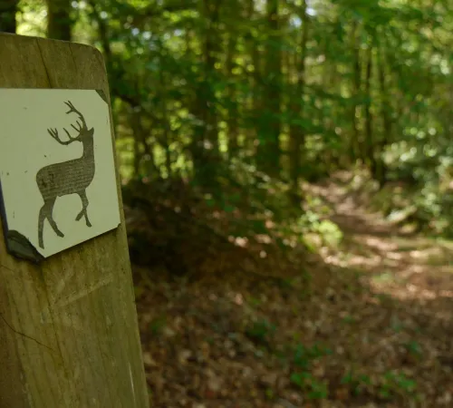 Escape Game Nature : le mystère du grand cerf