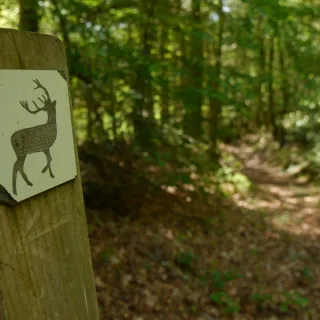Escape Game Nature : le mystère du grand cerf