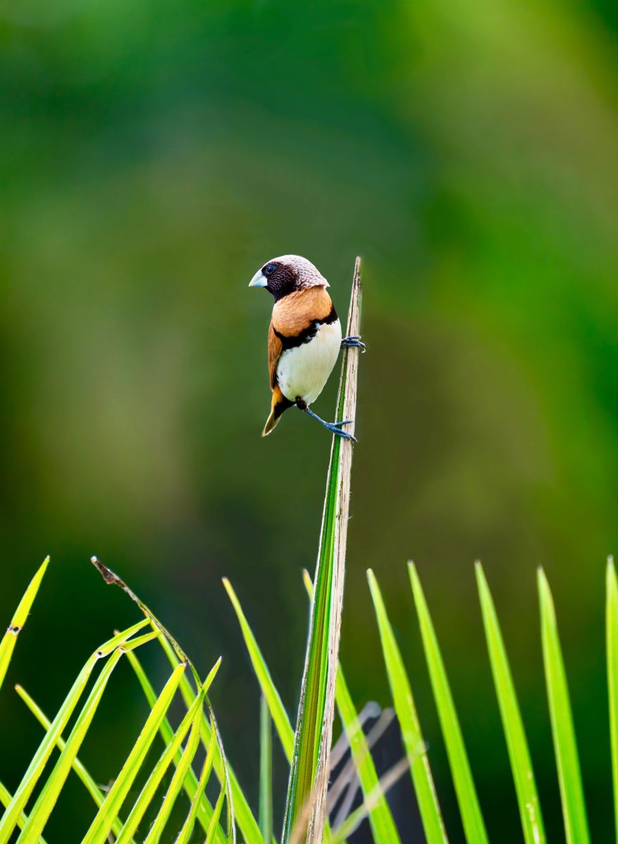 A la découverte des oiseaux, à la réserve dépa ...