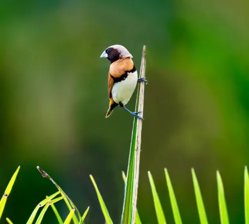 A la découverte des oiseaux, à la réserve départementale de biodiversité d'Argentat