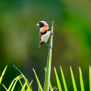 A la découverte des oiseaux, à la réserve départementale de biodiversité d'Argentat