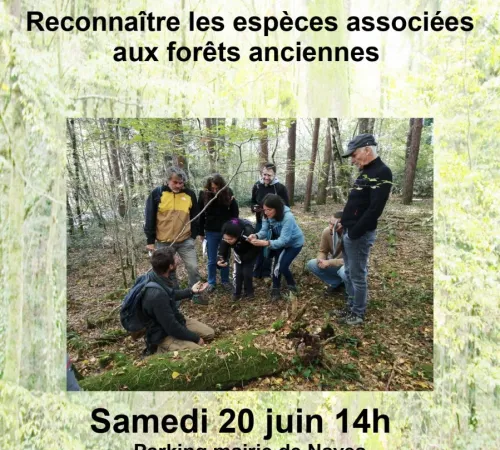 Balade : La biodiversité des forêts