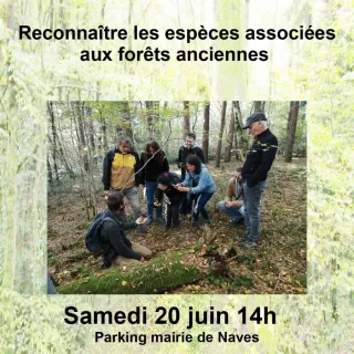 Balade : La biodiversité des forêts