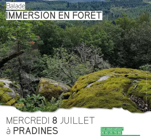 Immersion en forêt