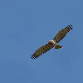 Découverte des rapaces des gorges de la Dordogne