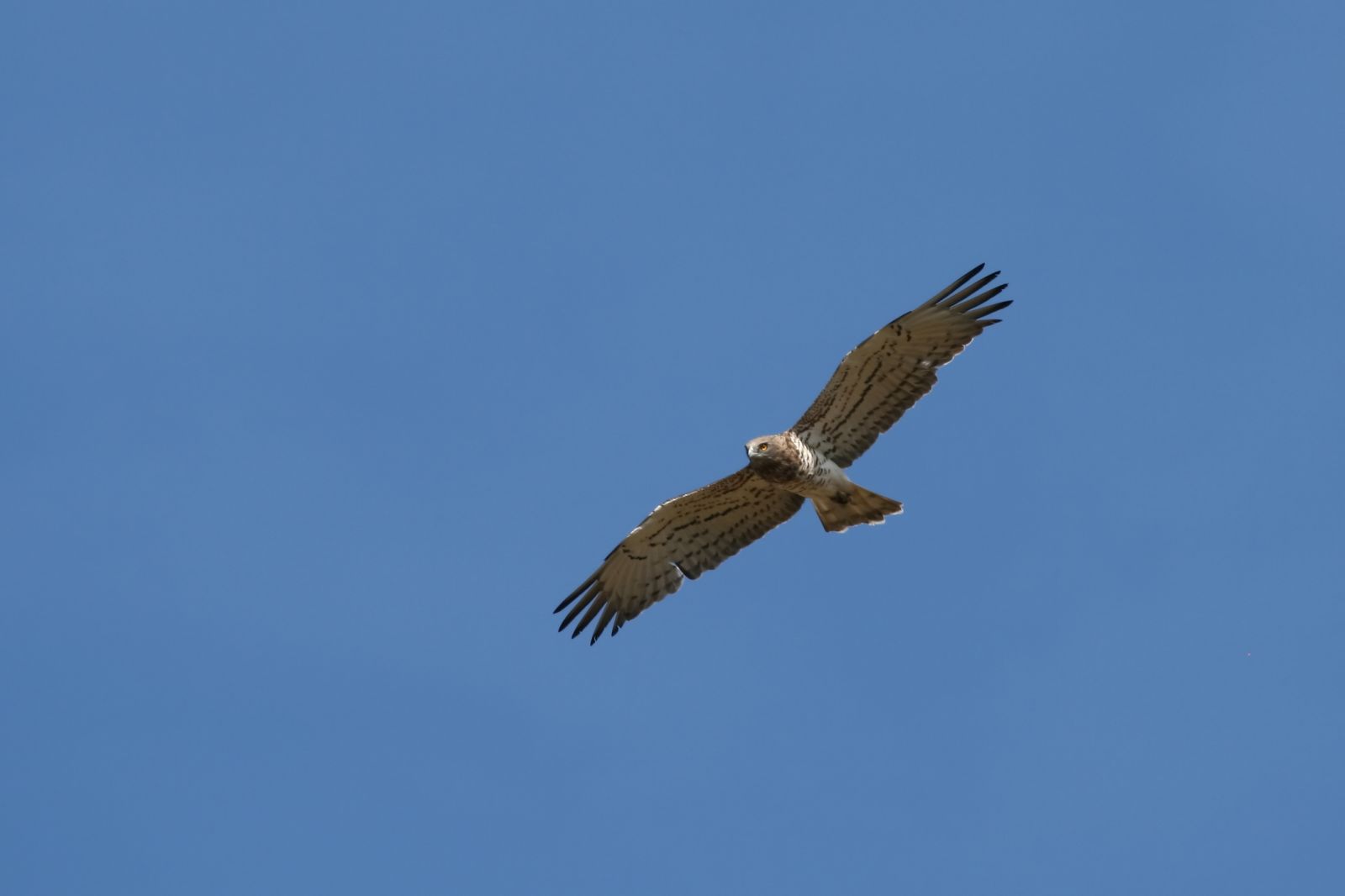 Découverte des rapaces des gorges de la Dordogne
