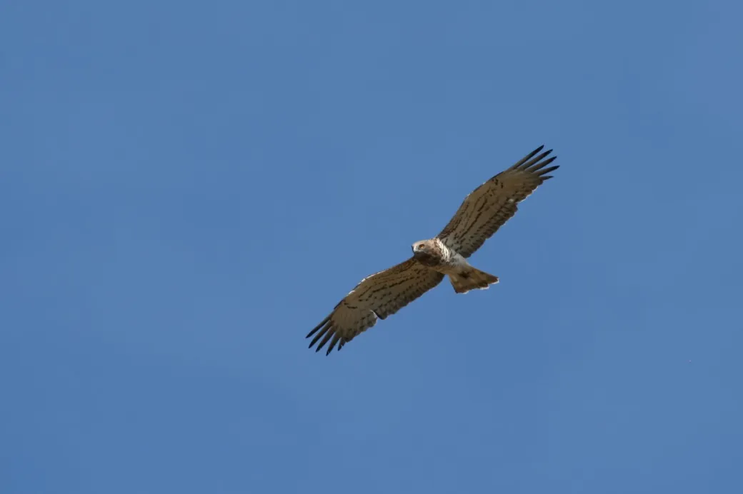 Découverte des rapace ... - Crédit: Les Maisons de Coline