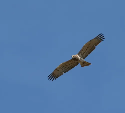 Découverte des rapaces des gorges de la Dordogne