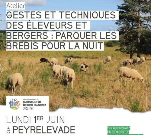 Gestes et techniques des éleveurs et bergers : parquer les brebis pour la nuit
