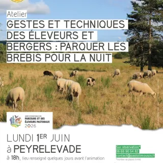 Gestes et techniques des éleveurs et bergers : parquer les brebis pour la nuit