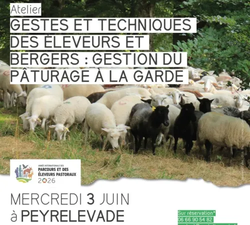 Gestes et techniques des éleveurs et bergers : gestion du pâturage à la garde