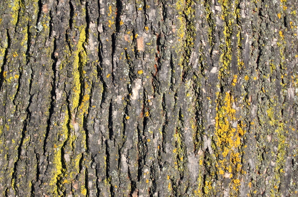 Exposition de photographies : Etats de bois -  ...