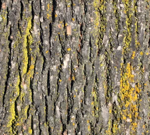 Exposition de photographies : Etats de bois - Ecorces