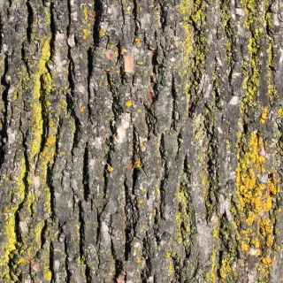 Exposition de photographies : Etats de bois - Ecorces
