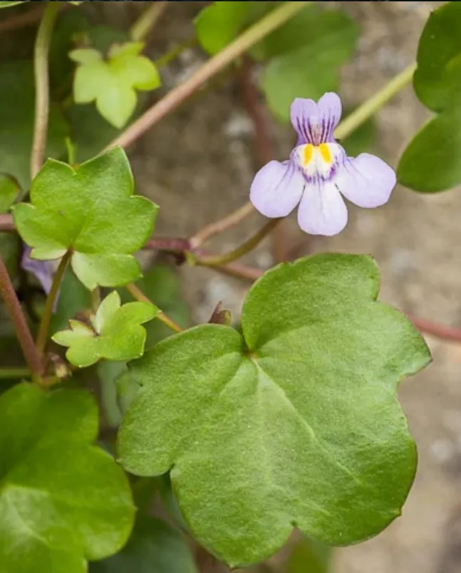 Les échappées vertes ... - Crédit: Benjamin Potel