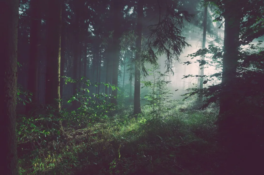 Les Nuits des Forêts ... - Crédit: sebastian-unrau