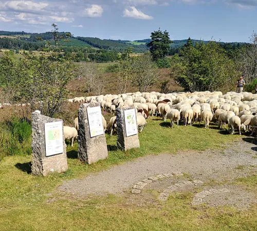 Concours de la racine ovine Limousine